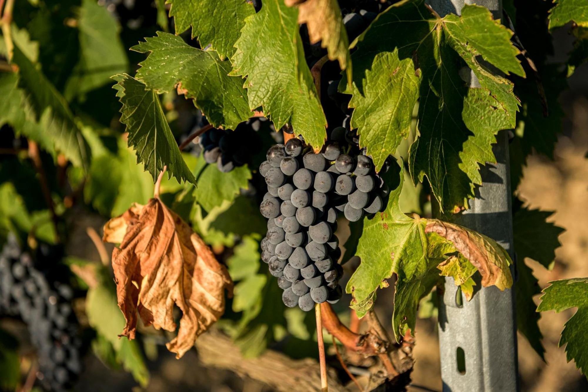 Agriturismo Le Tre Pietre - Podere Nel Chianti Quercegrossa Екстериор снимка